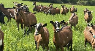 Balade à la ferme